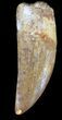 Carcharodontosaurus Tooth - Monster Meat-Eater #37425-1